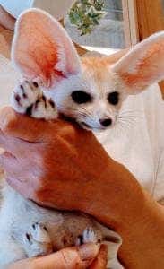 小動物カフェ フレカ