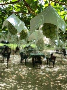 山藤ぶどう園 バーベキュー