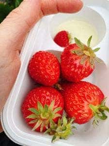 日光ストロベリーパーク