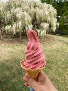 マロニエ あしかがフラワーパーク