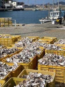 牡蠣小屋 龍王丸水産