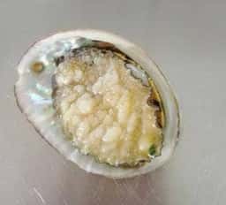 海鮮鉄板焼 海蛍