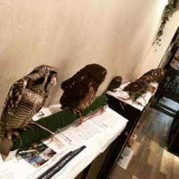フクロウカフェ もふもふ 銀座