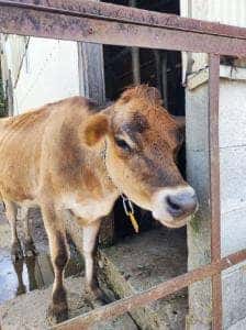 蔵王マウンテンファーム・山川牧場