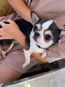 小動物カフェ はなはな