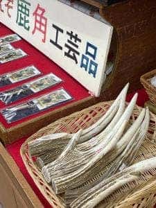 オシンコシン舘