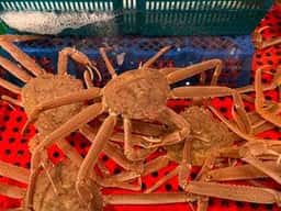 新・函館市場 戸田駅前店