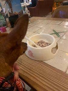 DOG DEPT +CAFE 浅草 隅田川テラス店