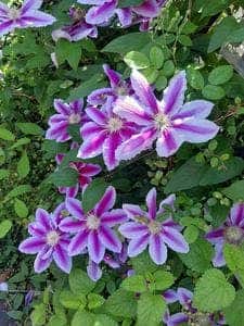 表参道 バンブー