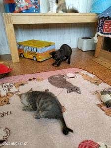 猫カフェ スマイルアゲイン
