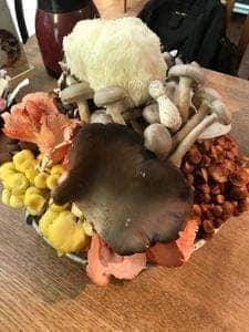 きのこ料理 創士庵