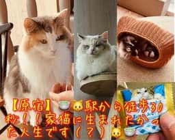 猫カフェ MOCHA 原宿店