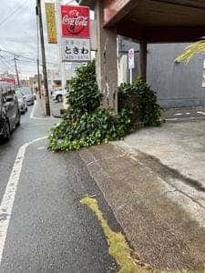 トキワ