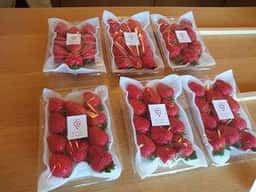 slowberry strawberry