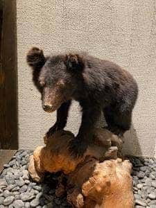 山の幸 うり坊屋