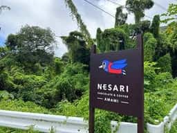 NESARI CHOCOLATE AMAMI