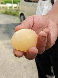 田舎の大鵬