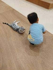 CatCafeMOFFイオンモール豊川店