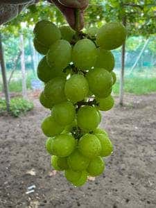 石和いちご館青柳