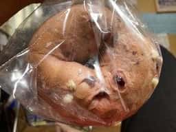 北欧倶楽部 小松東バロー店