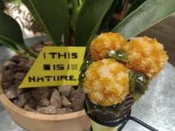 THIS IS NATURE