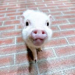 Pignic cafe yokohama
