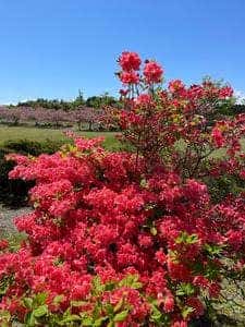 レストラン アカショウビン