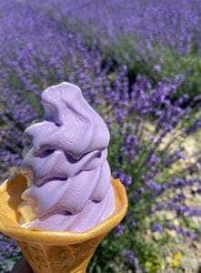 たんばら ラベンダーパーク