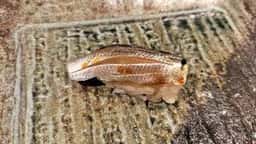 日本酒ギャラリー 壺の中