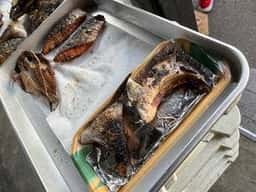 魚田魚司