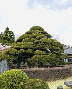 まきのきてい