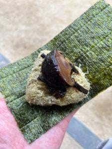 TARO TOKYO ONIGIRI 人形町ファクトリー