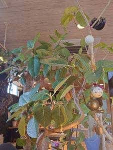 grow cafe