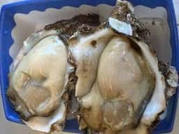 カネマル水産鮮魚店 食菜館くらら