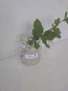 よつ葉のクローバー Farmers Garden