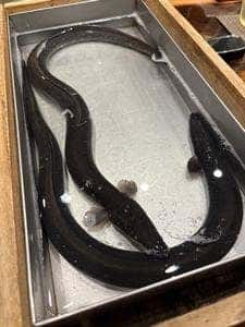 三宅輝