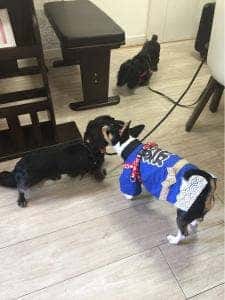 Mammy’s Paw 銀座店