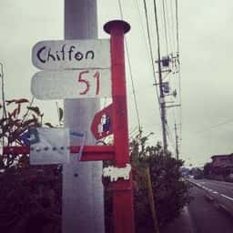 chiffon 51