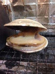 かき小屋本舗 東住吉本店