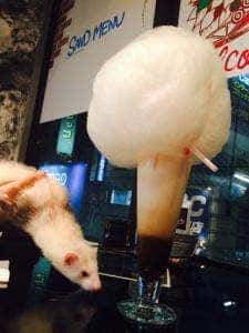 小動物カフェ ROCK STAR