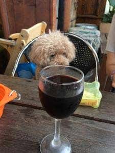 インド・ネパール料理 ジュン・タラ