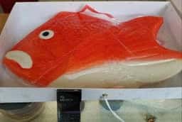 夢テラス海王