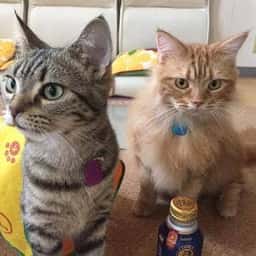 Cat Café nikemin house