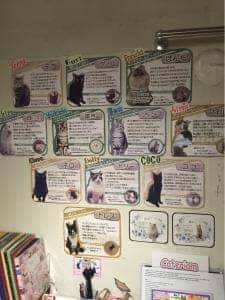 cat cafe Cateriam