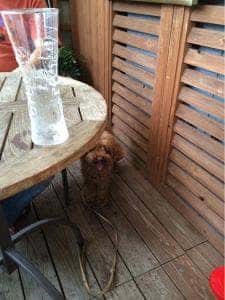 フレッシュネスバーガー 船橋店