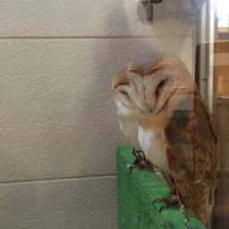 ふくろう茶房