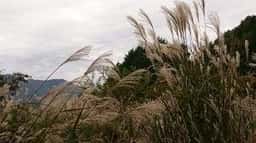 ツリーハウスレストラン 但馬高原植物園
