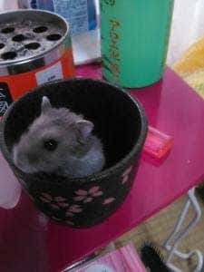 さいとう