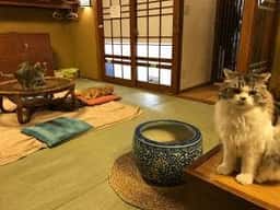 猫の時間