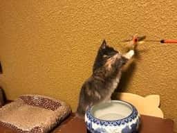 猫の時間